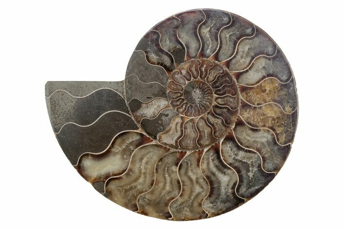 Cut & Polished Ammonite Fossil (Half) - Madagascar #212915